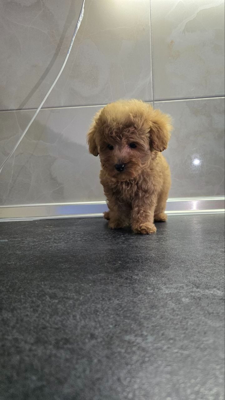 Міні мальтипу ф1