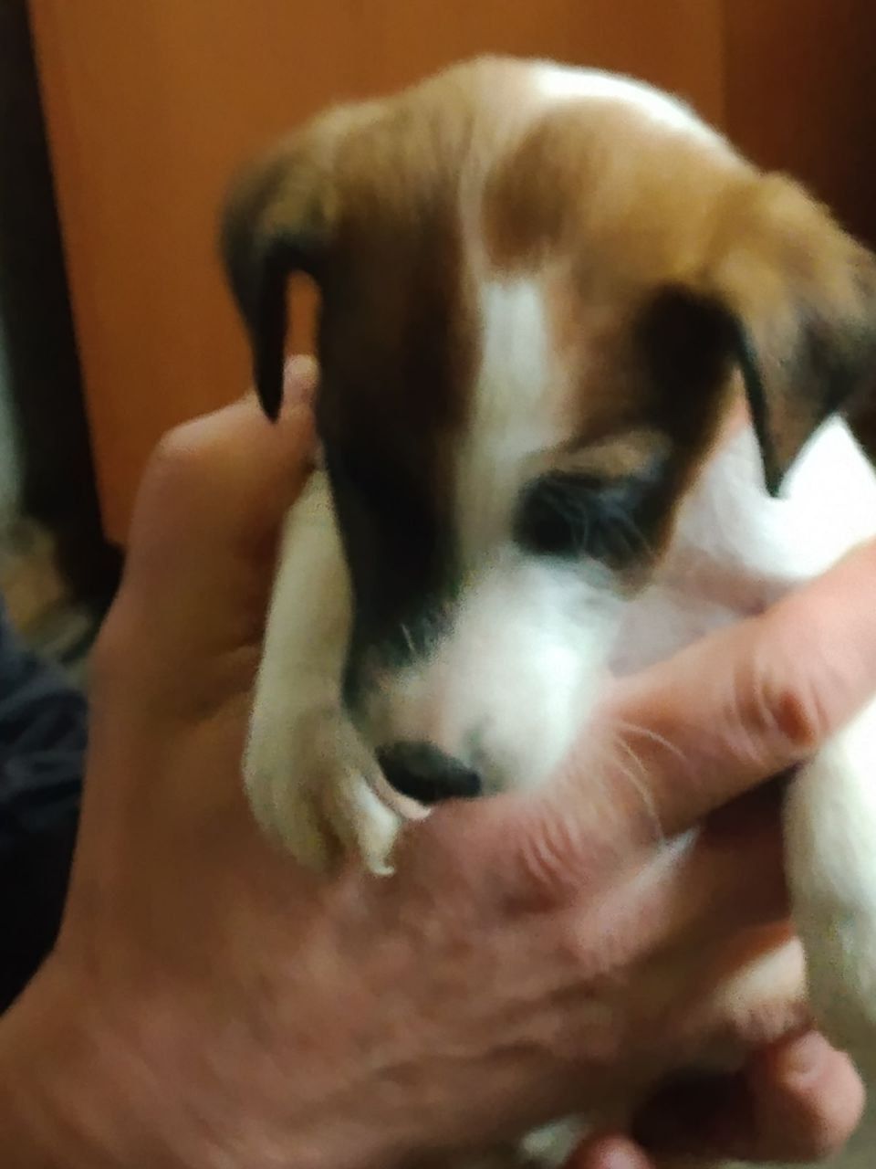 Цуценята гладкошерстого фокстер’єра