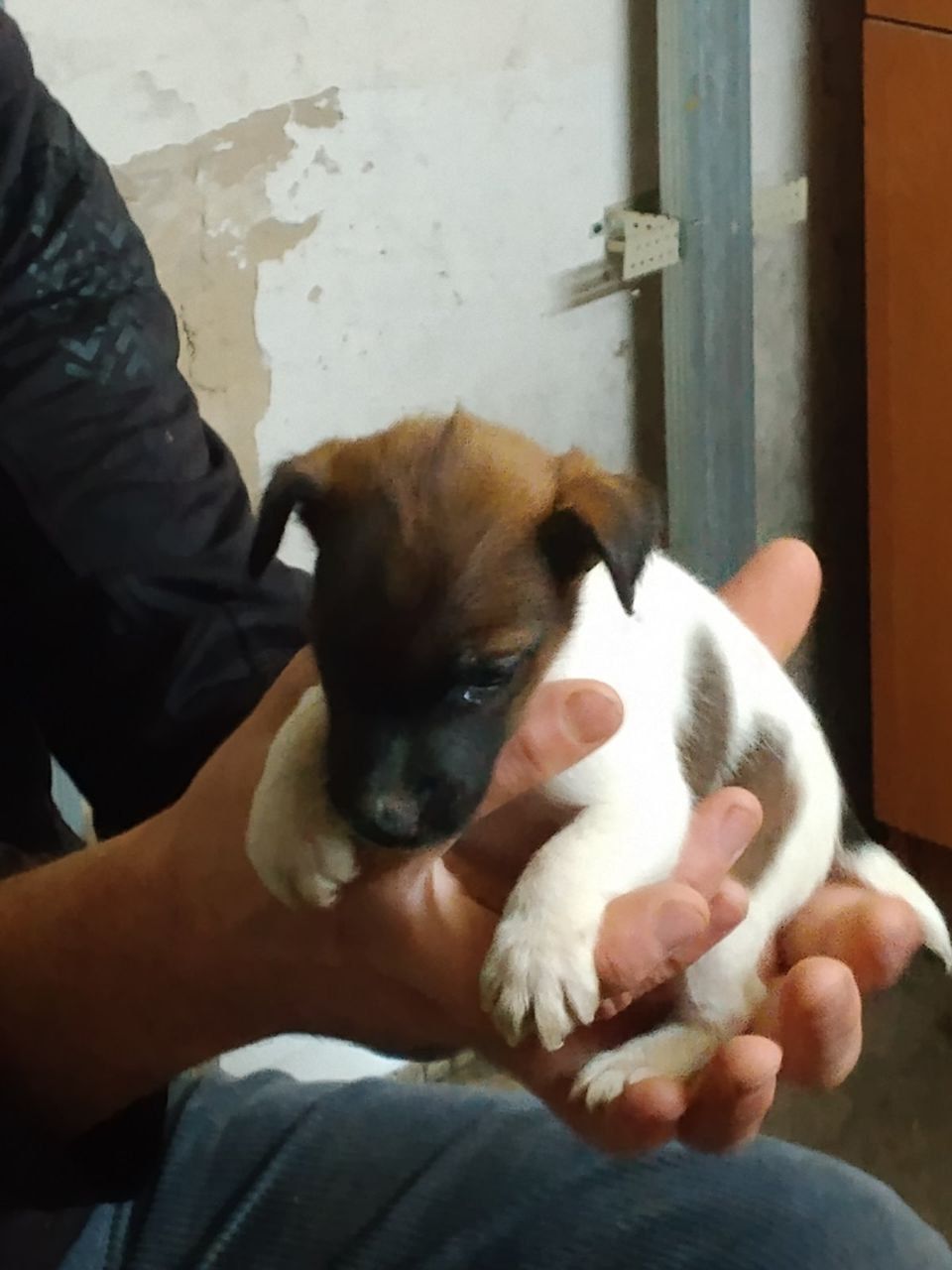 Цуценята гладкошерстого фокстер’єра