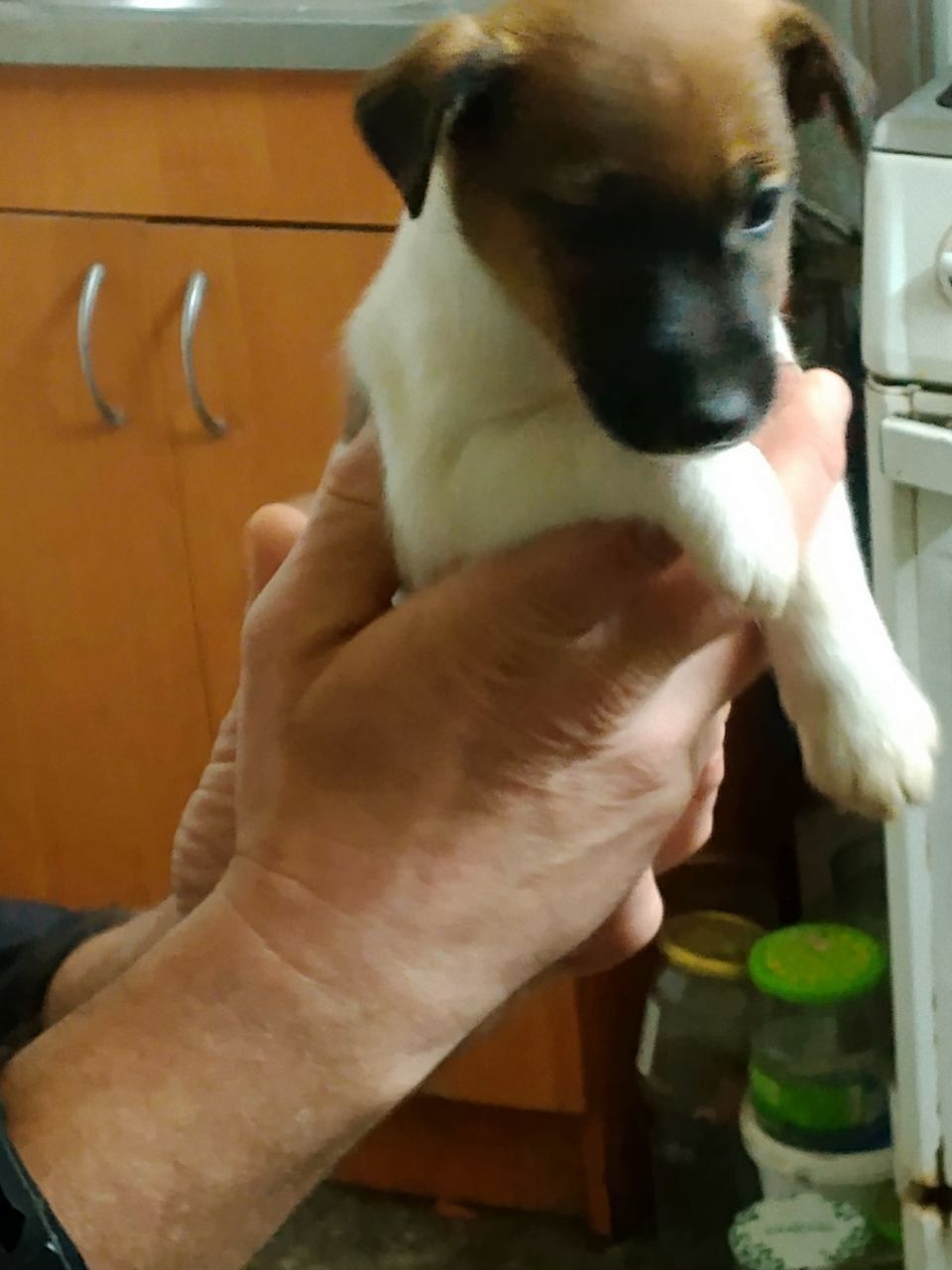 Цуценята гладкошерстого фокстер’єра