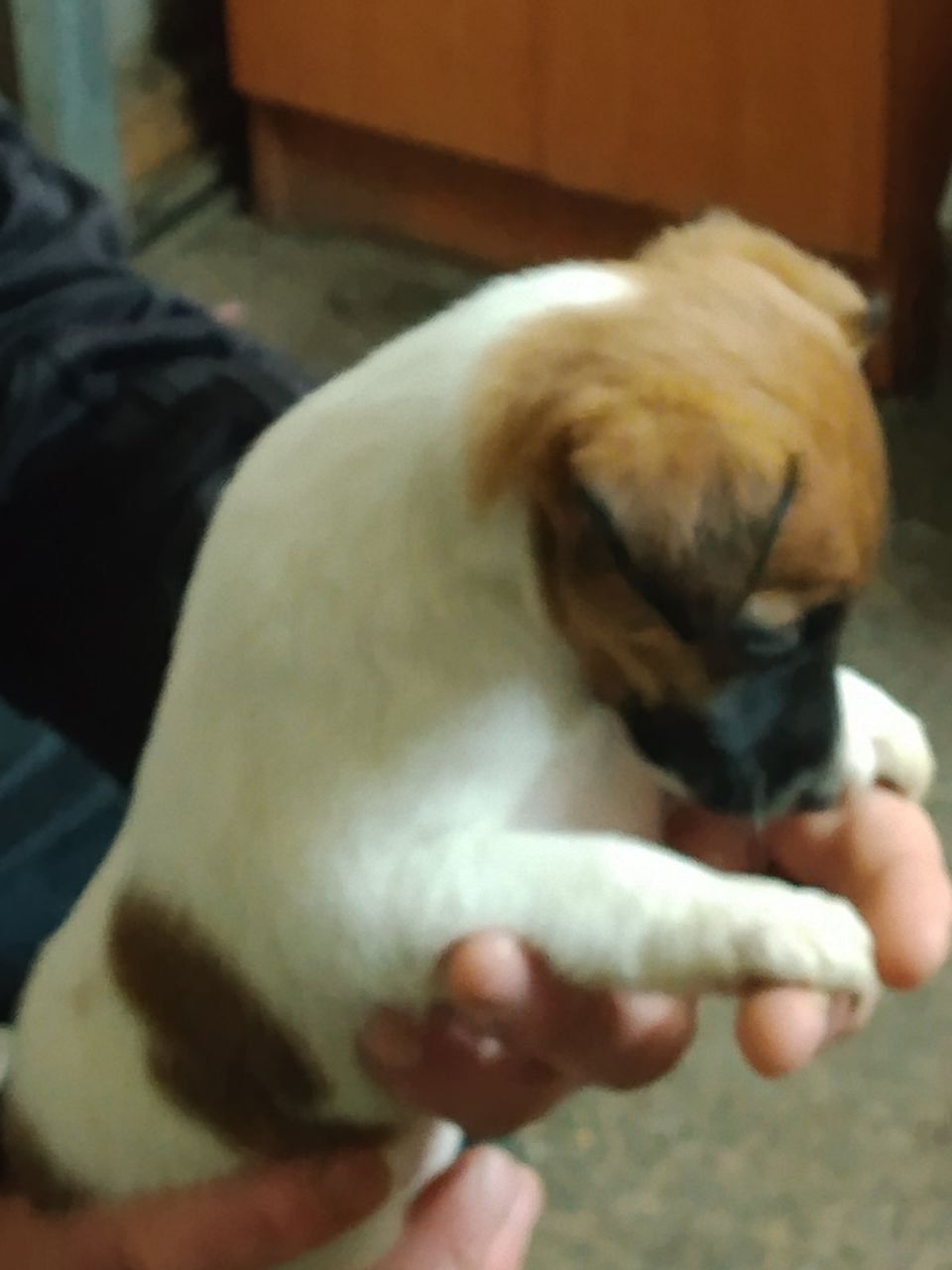 Цуценята гладкошерстого фокстер’єра