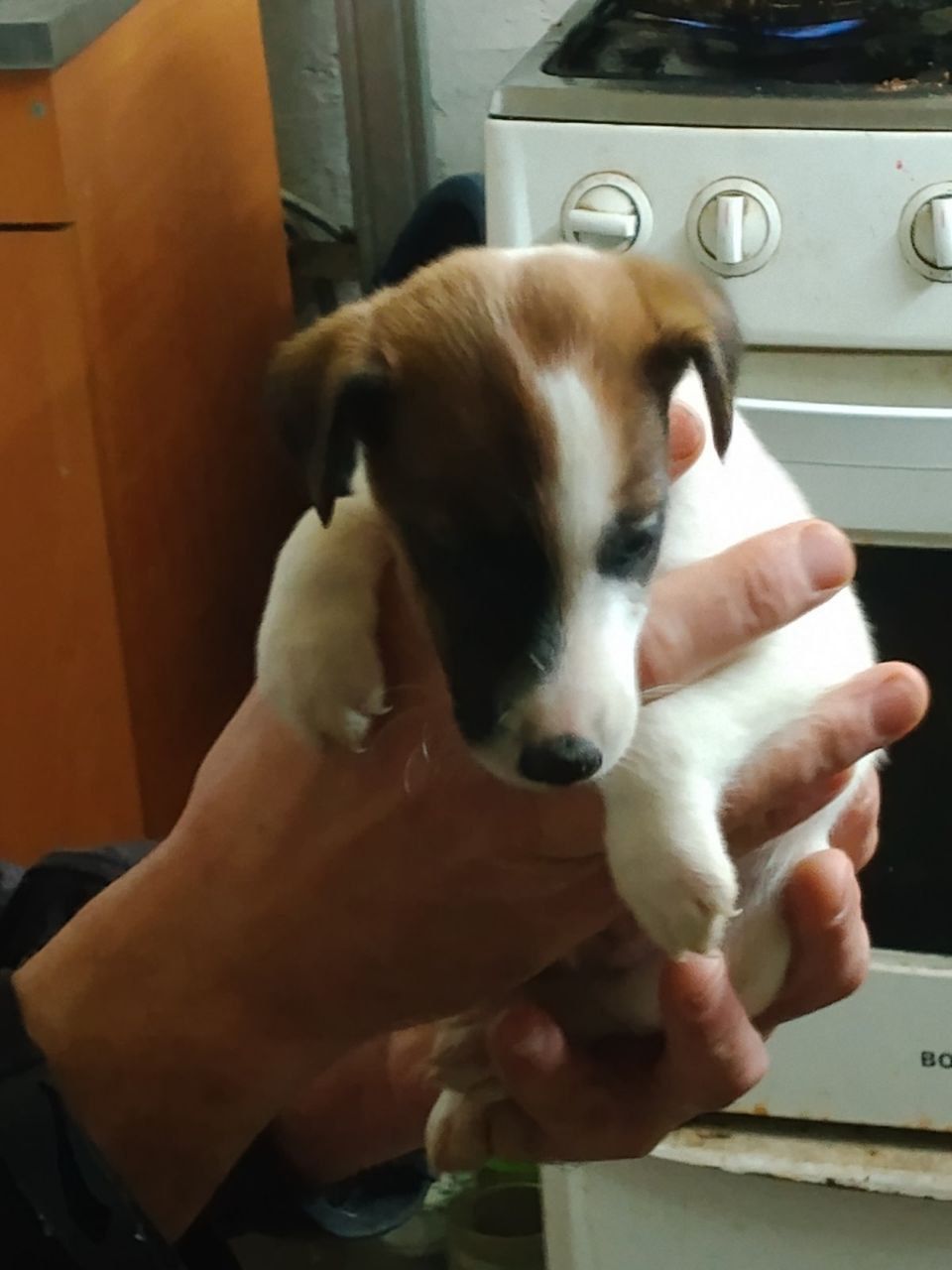 Цуценята гладкошерстого фокстер’єра