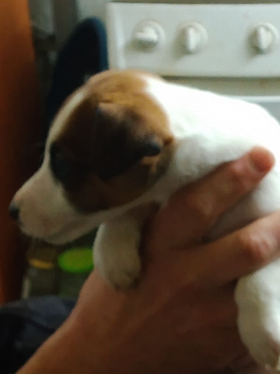 Цуценята гладкошерстого фокстер’єра