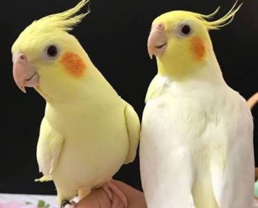 Красивые молодые корелла