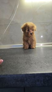 Міні мальтипу ф1