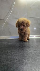 Міні мальтипу ф1