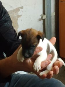 Цуценята гладкошерстого фокстер’єра