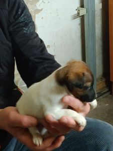 Цуценята гладкошерстого фокстер’єра