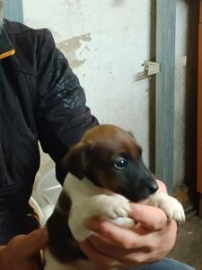 Цуценята гладкошерстого фокстер’єра