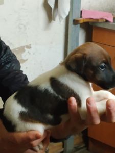 Цуценята гладкошерстого фокстер’єра