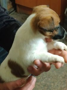 Цуценята гладкошерстого фокстер’єра