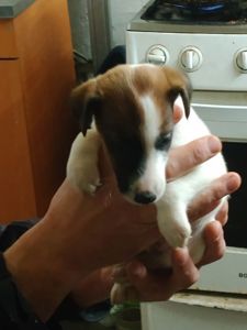 Цуценята гладкошерстого фокстер’єра