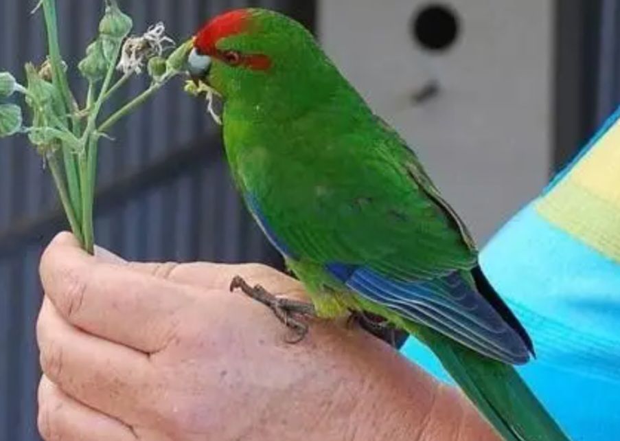 Красивые Яркие молодые какарики