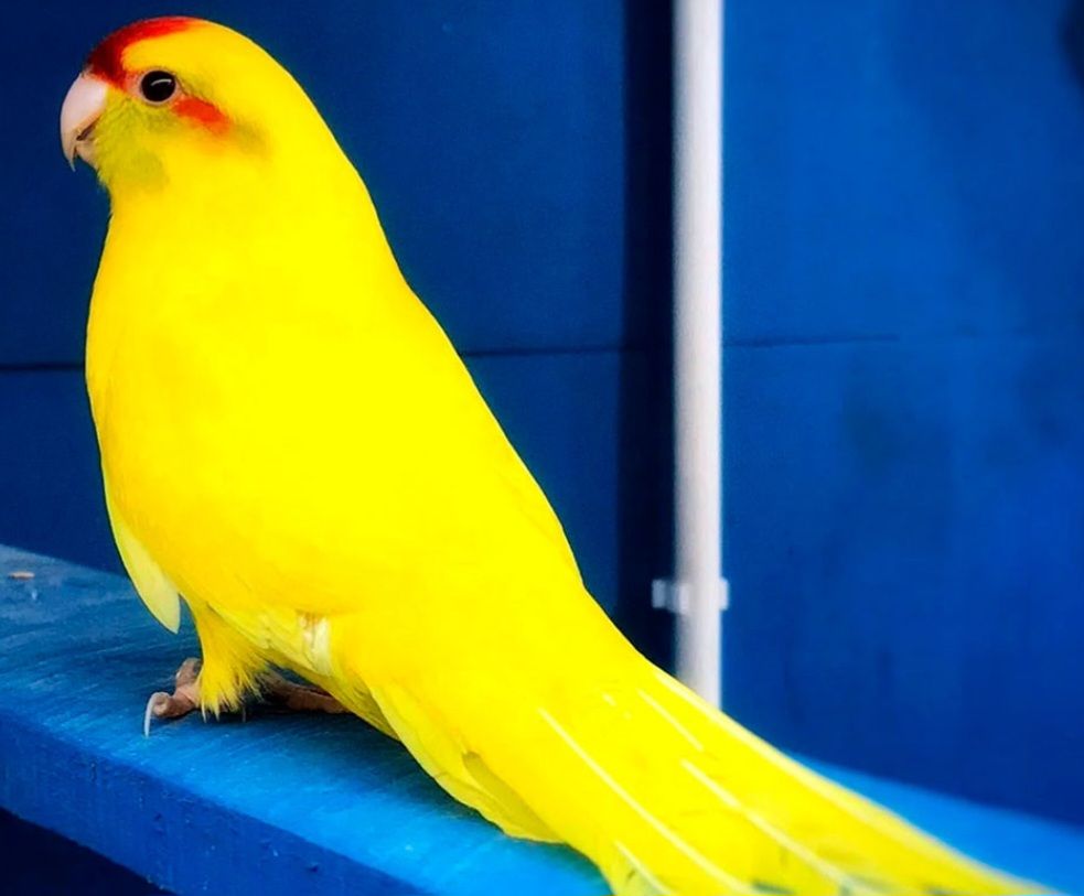 Ручные малыши какарики