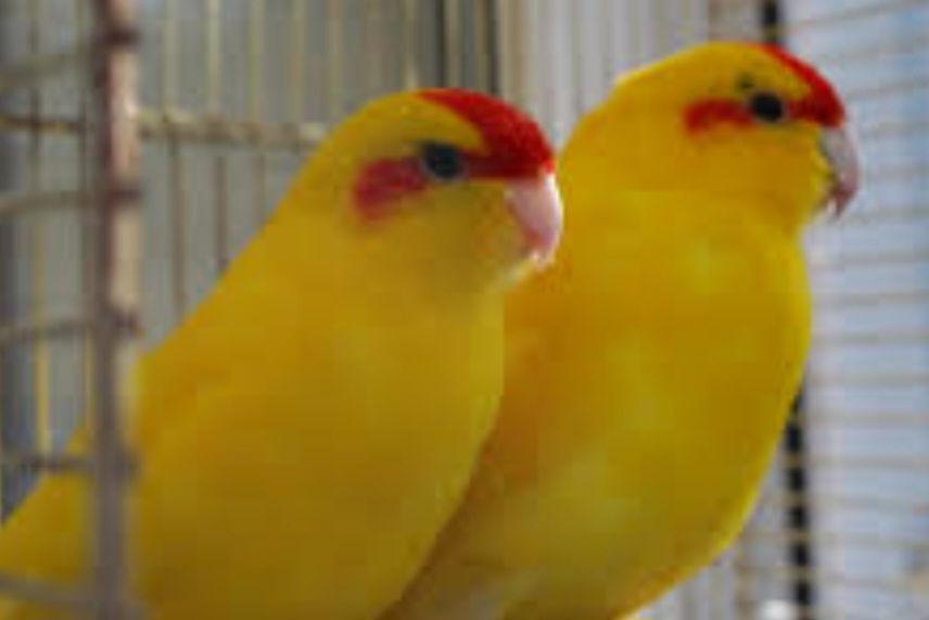 Ручные малыши какарики