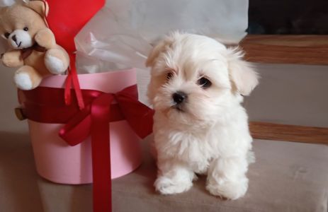 Дівчинка мальтезе