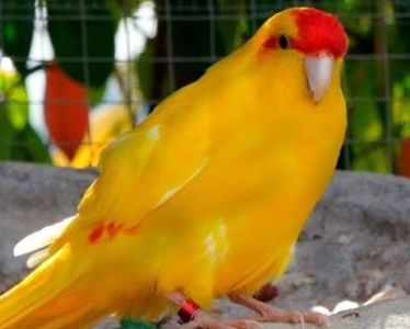 Красивые Яркие молодые какарики