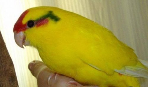 Красивые Яркие молодые какарики