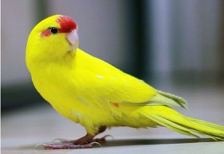 Ручные малыши какарики