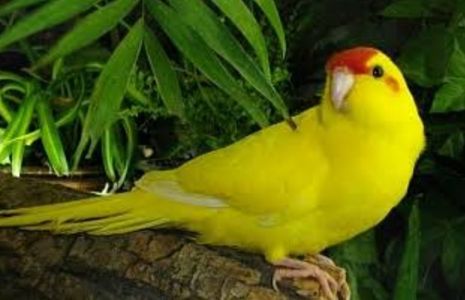 Ласковые птенчики попугаев какариков