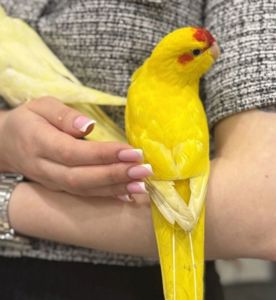 Ласковые птенчики попугаев какариков