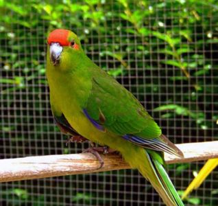 Ласковые птенчики попугаев какариков