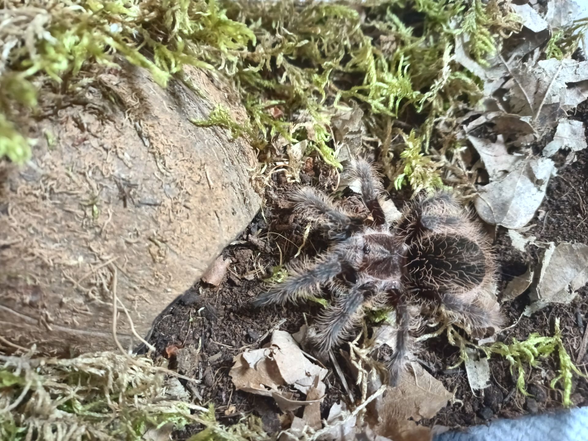 Tliltocatl Albopilosus Nicaragua