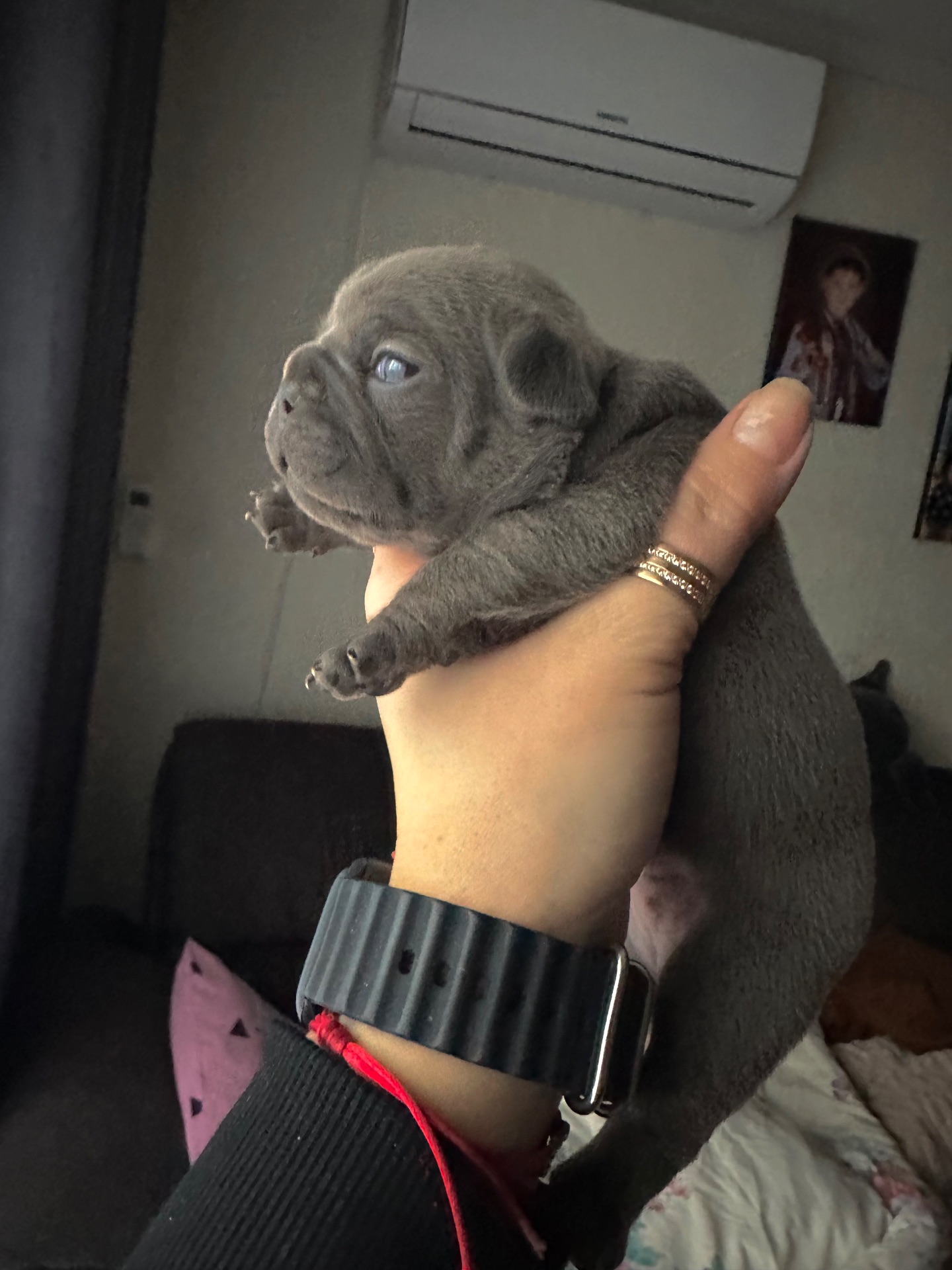 Французький бульдог