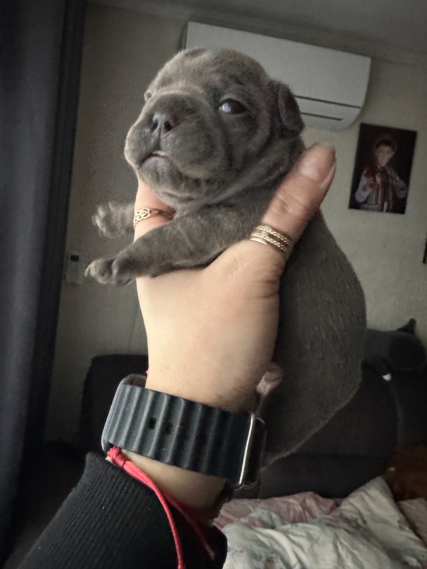 Французький бульдог