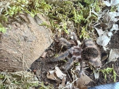 Tliltocatl Albopilosus Nicaragua