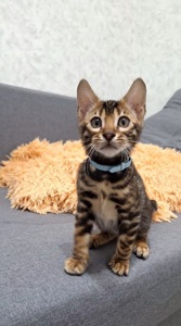 Бенгальський кіт