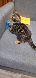 Бенгальський кіт