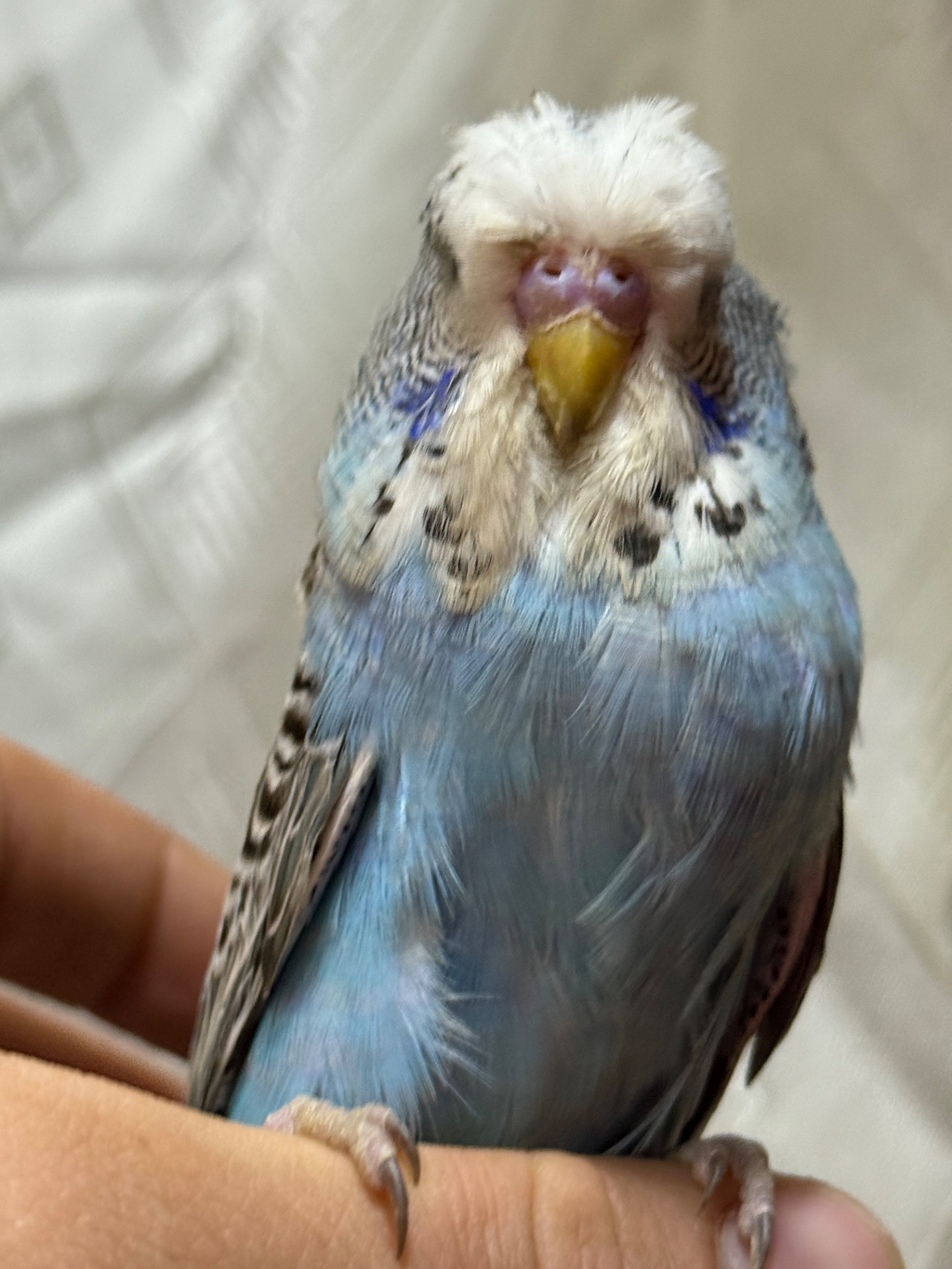 Папуги чехи Виставкові пташенята ручні