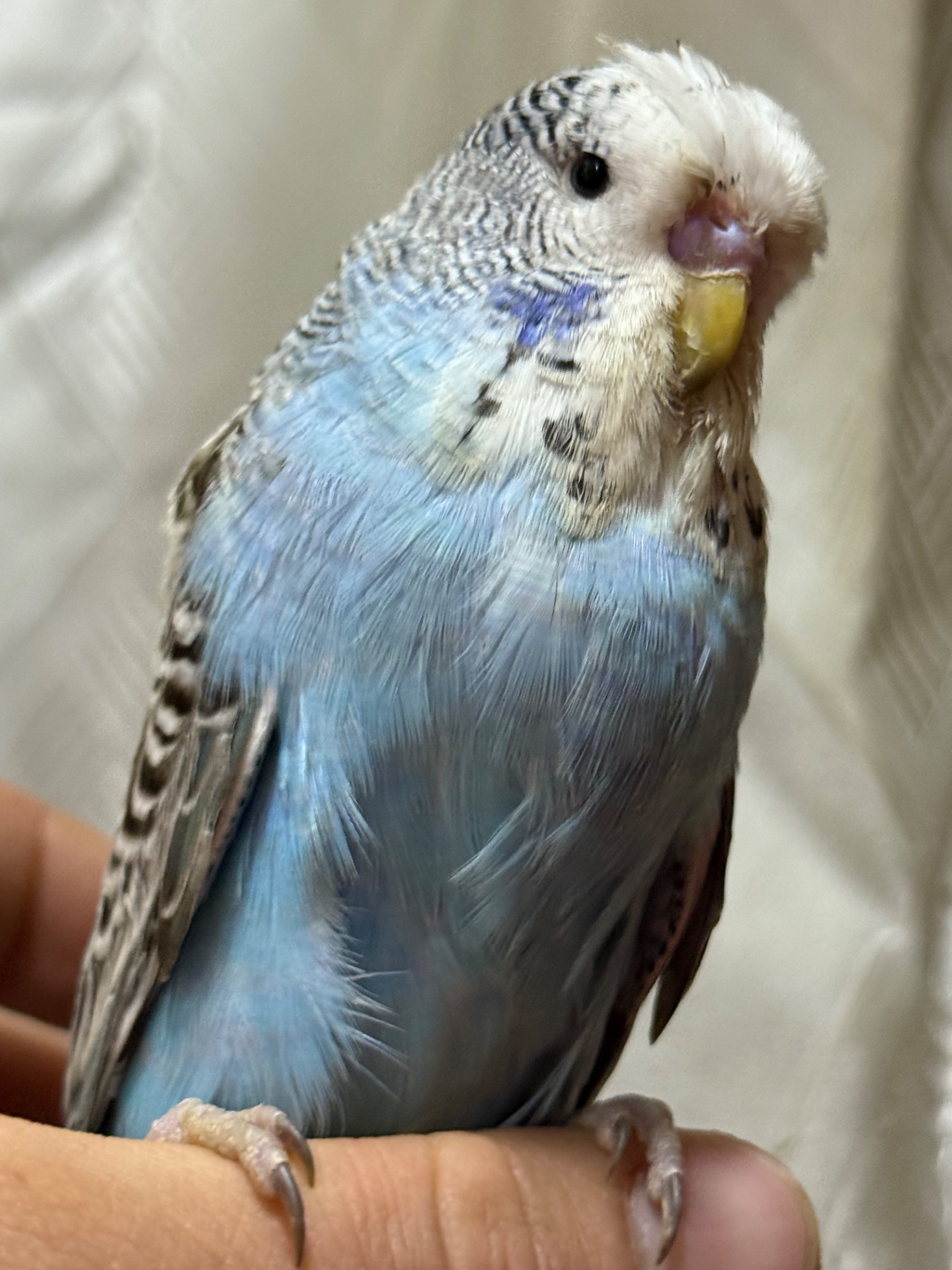 Папуги чехи Виставкові пташенята ручні