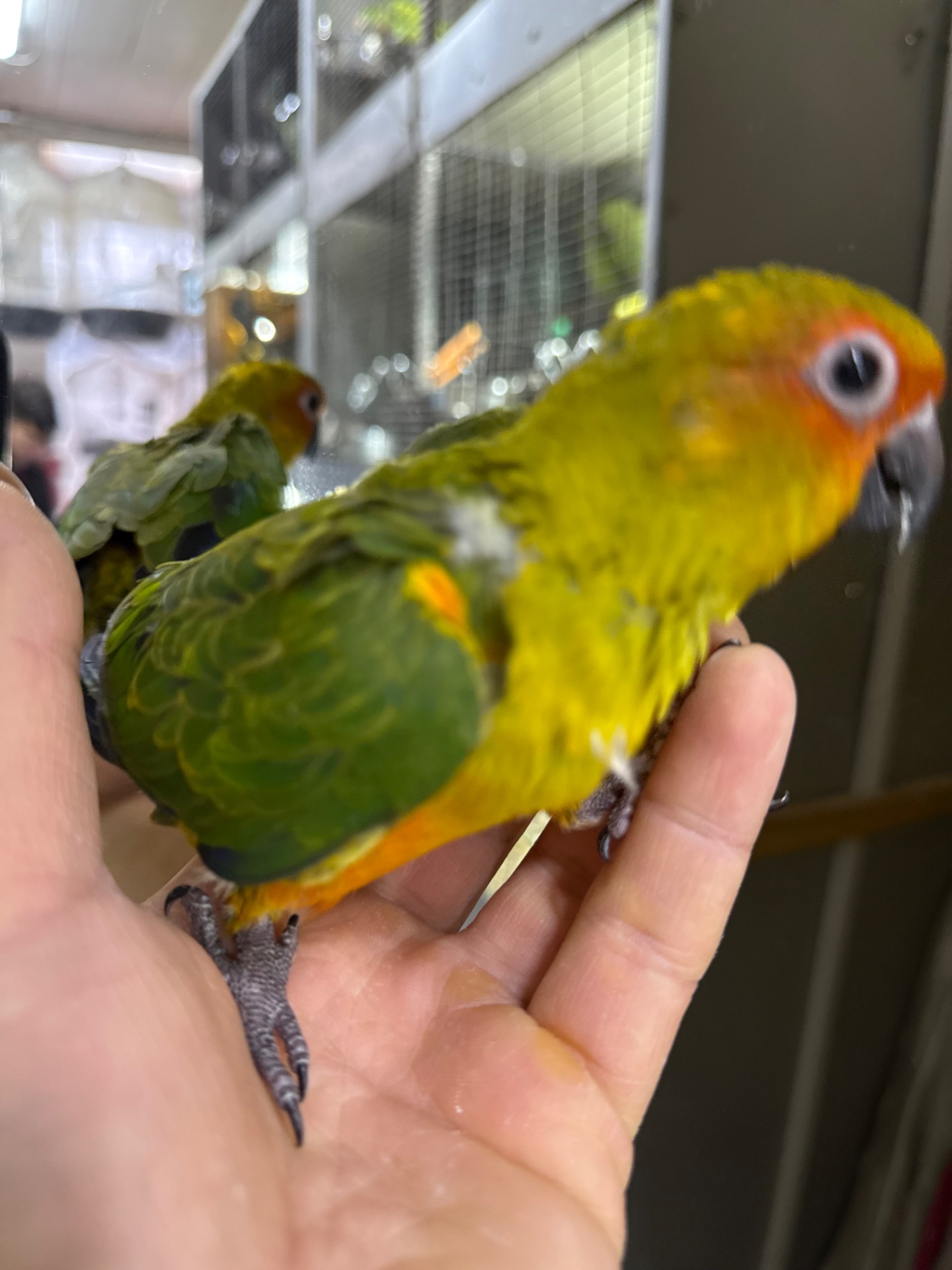 Дуже ручні говорящі папаги Аратінга