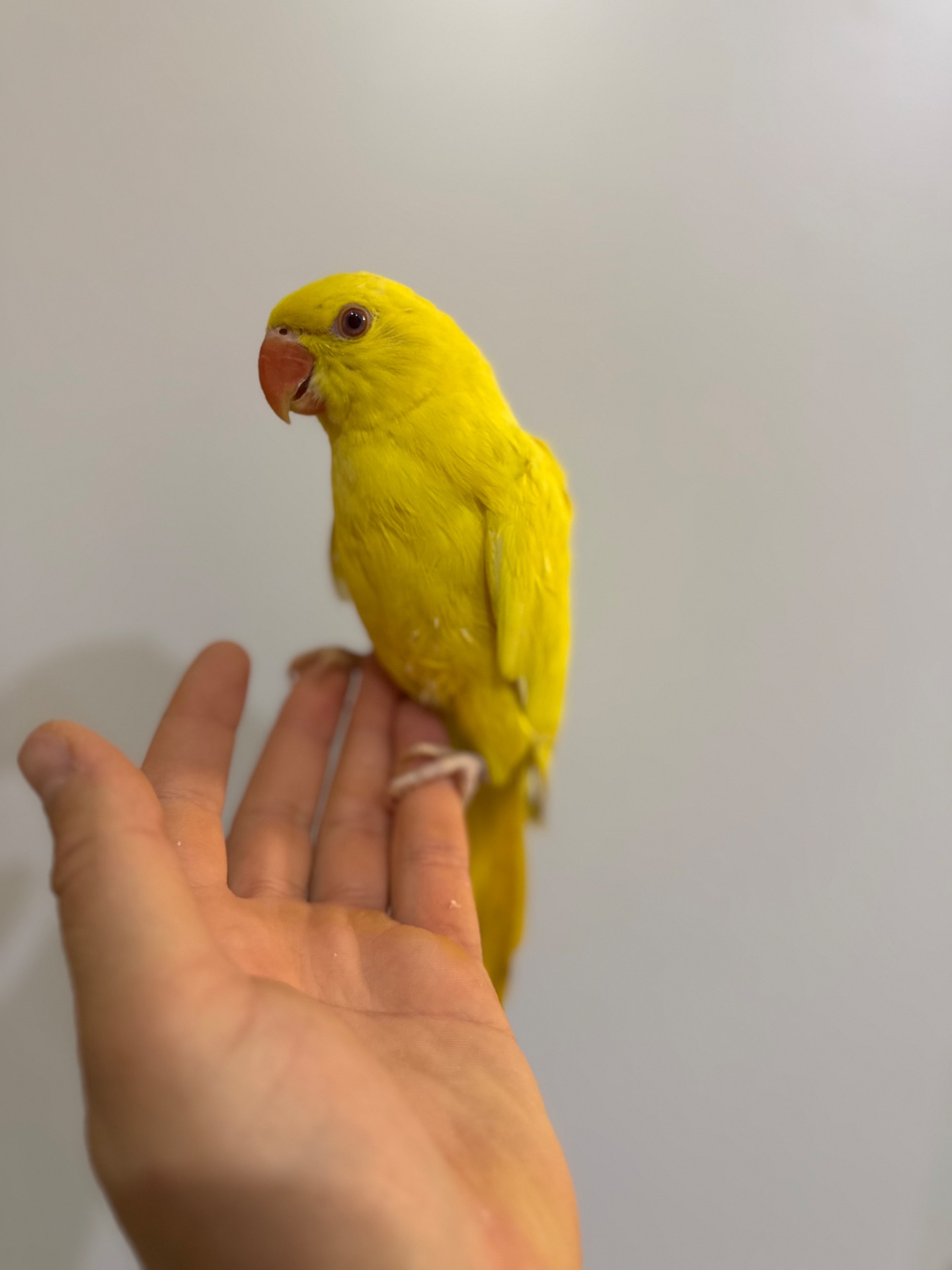 Ожерелові папуги малюки різного кольору