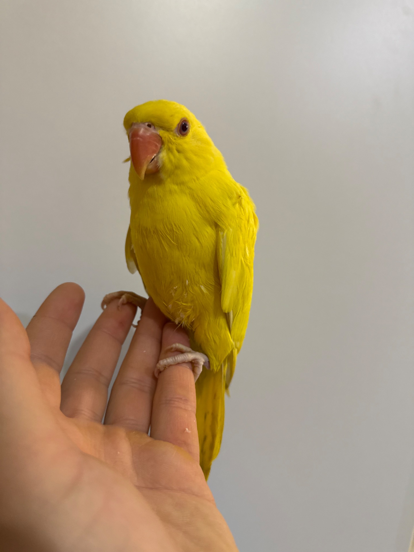 Ожерелові папуги малюки різного кольору