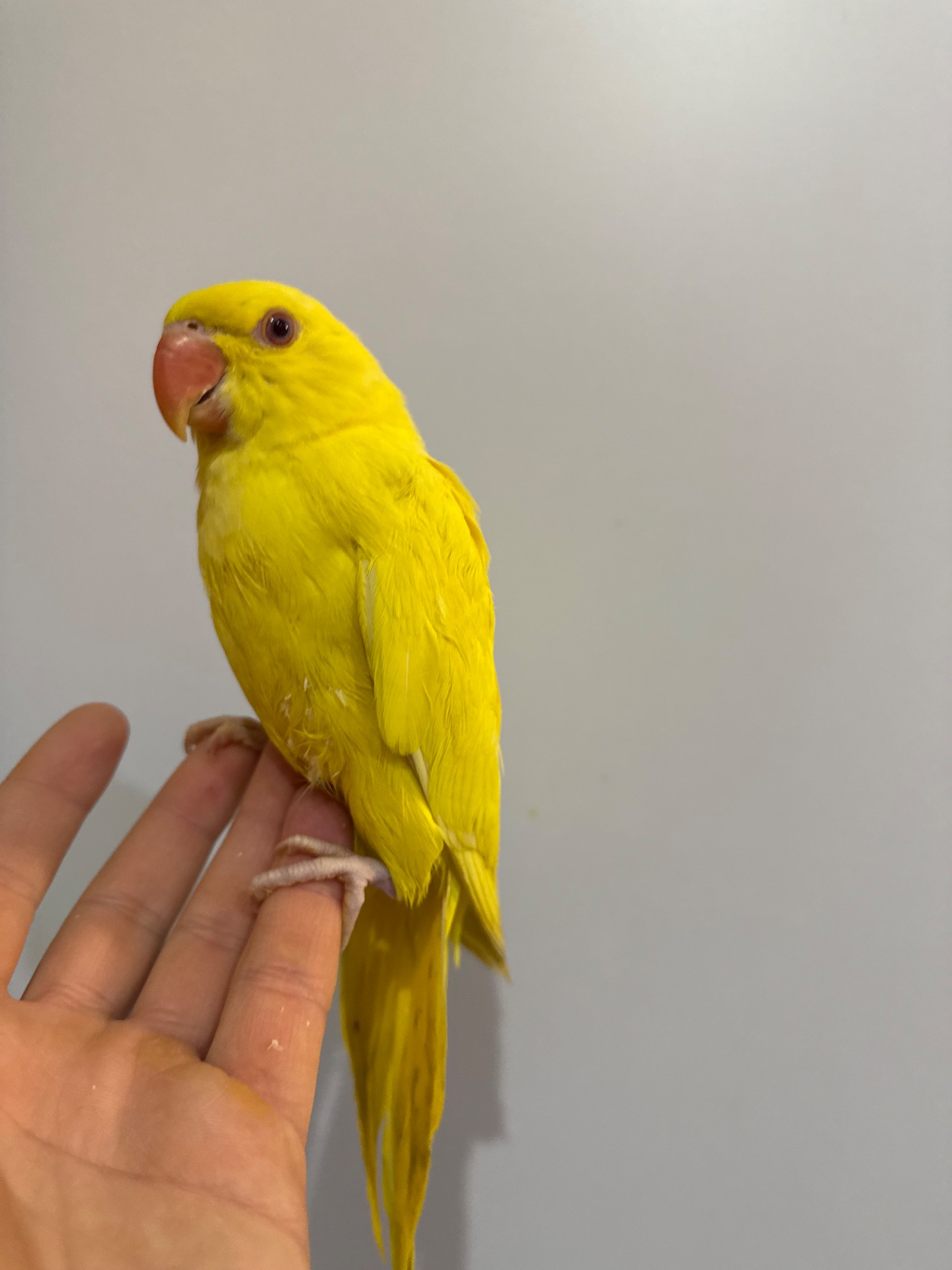 Ожерелові папуги малюки різного кольору