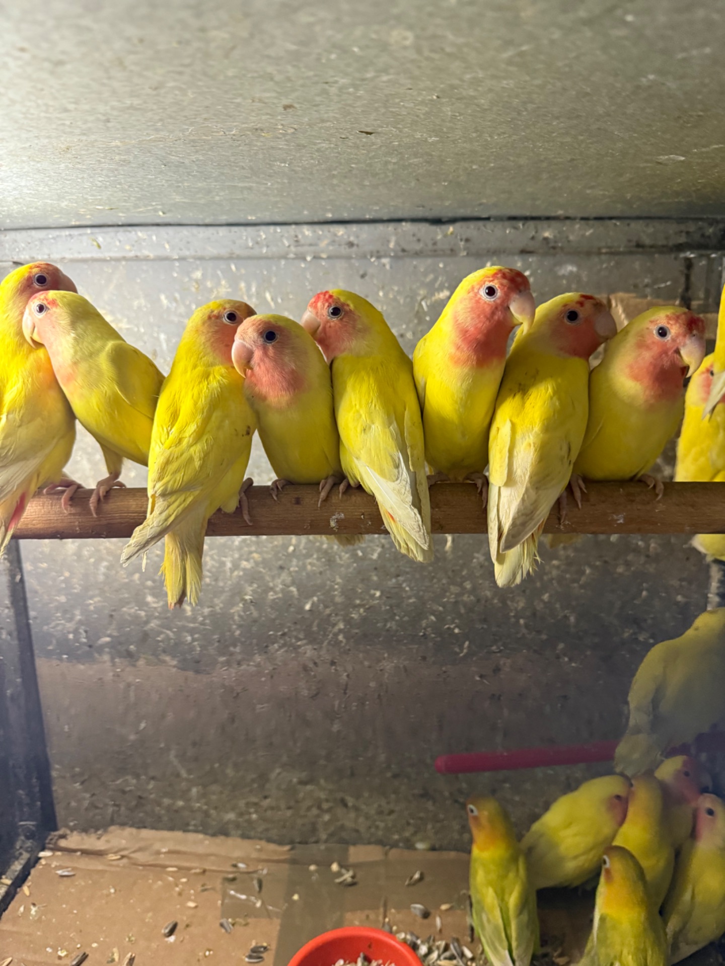 Неразлучники різних кольорів