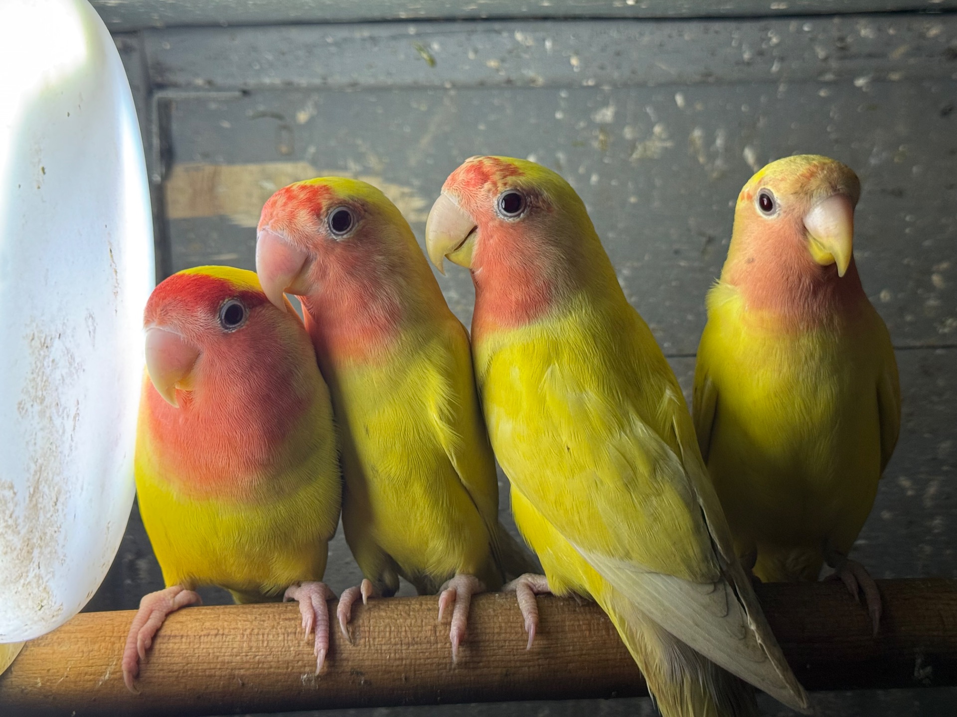 Різні кольори папуги нерозлучник пташенята