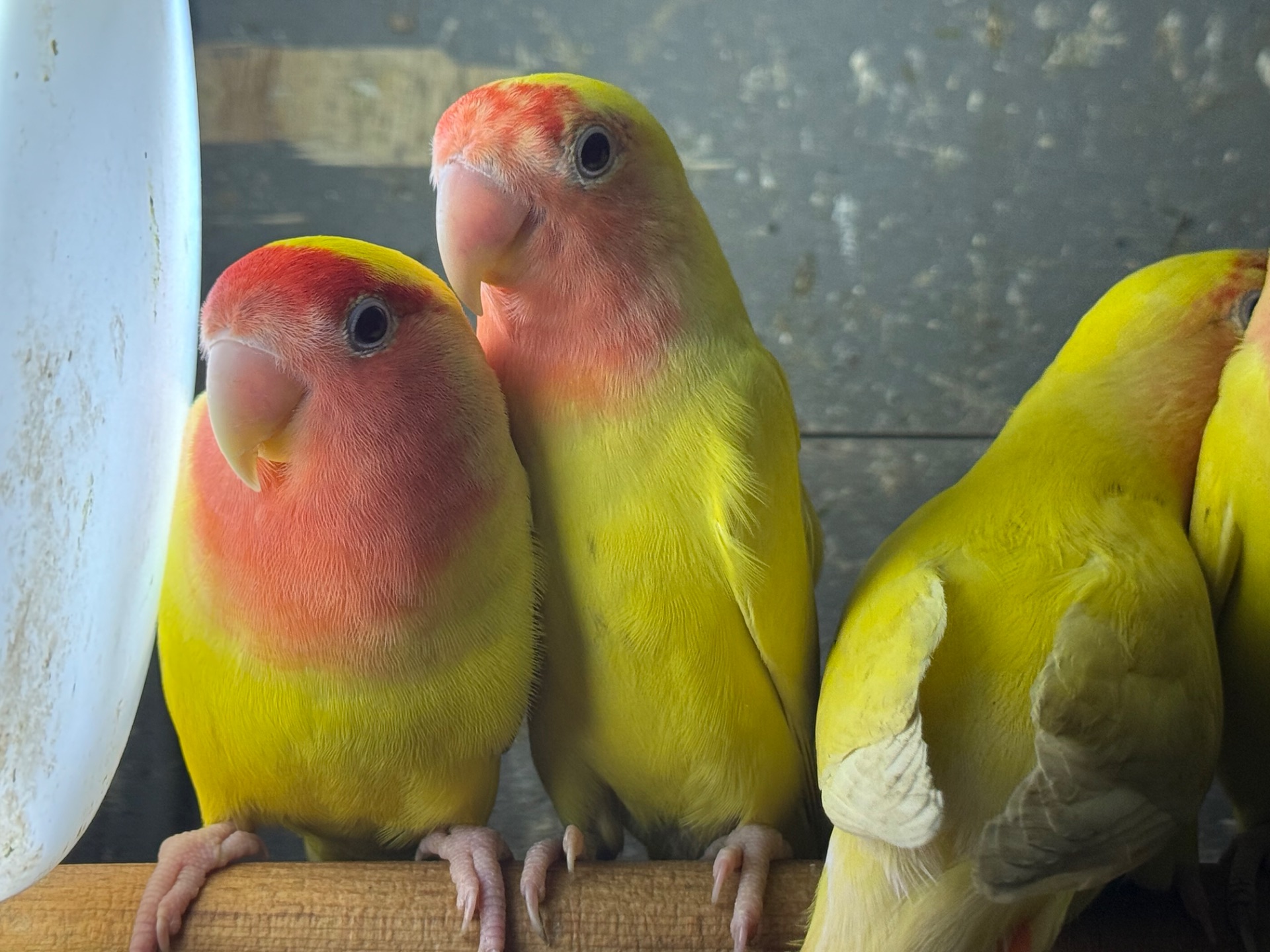 Різні кольори папуги нерозлучник пташенята