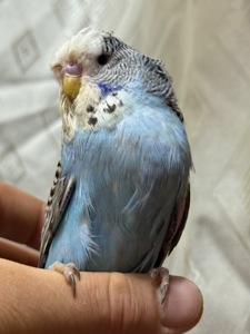 Папуги чехи Виставкові пташенята ручні