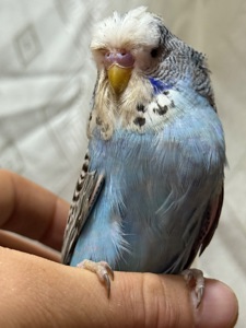 Папуги чехи Виставкові пташенята ручні