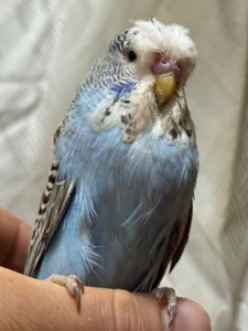 Папуги чехи Виставкові пташенята ручні