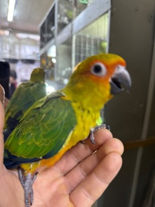 Дуже ручні говорящі папаги Аратінга