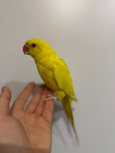 Ожерелові папуги малюки різного кольору