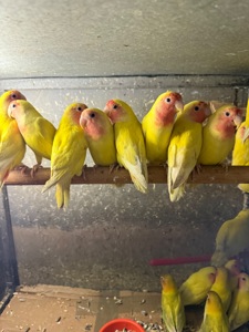 Неразлучники різних кольорів