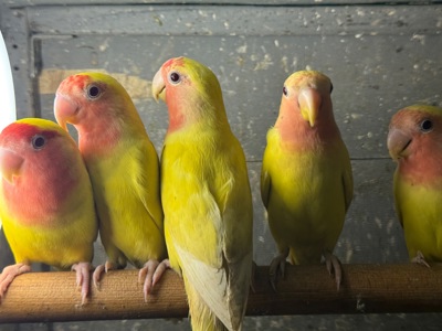 Різні кольори папуги нерозлучник пташенята