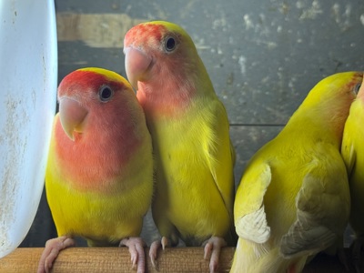 Різні кольори папуги нерозлучник пташенята