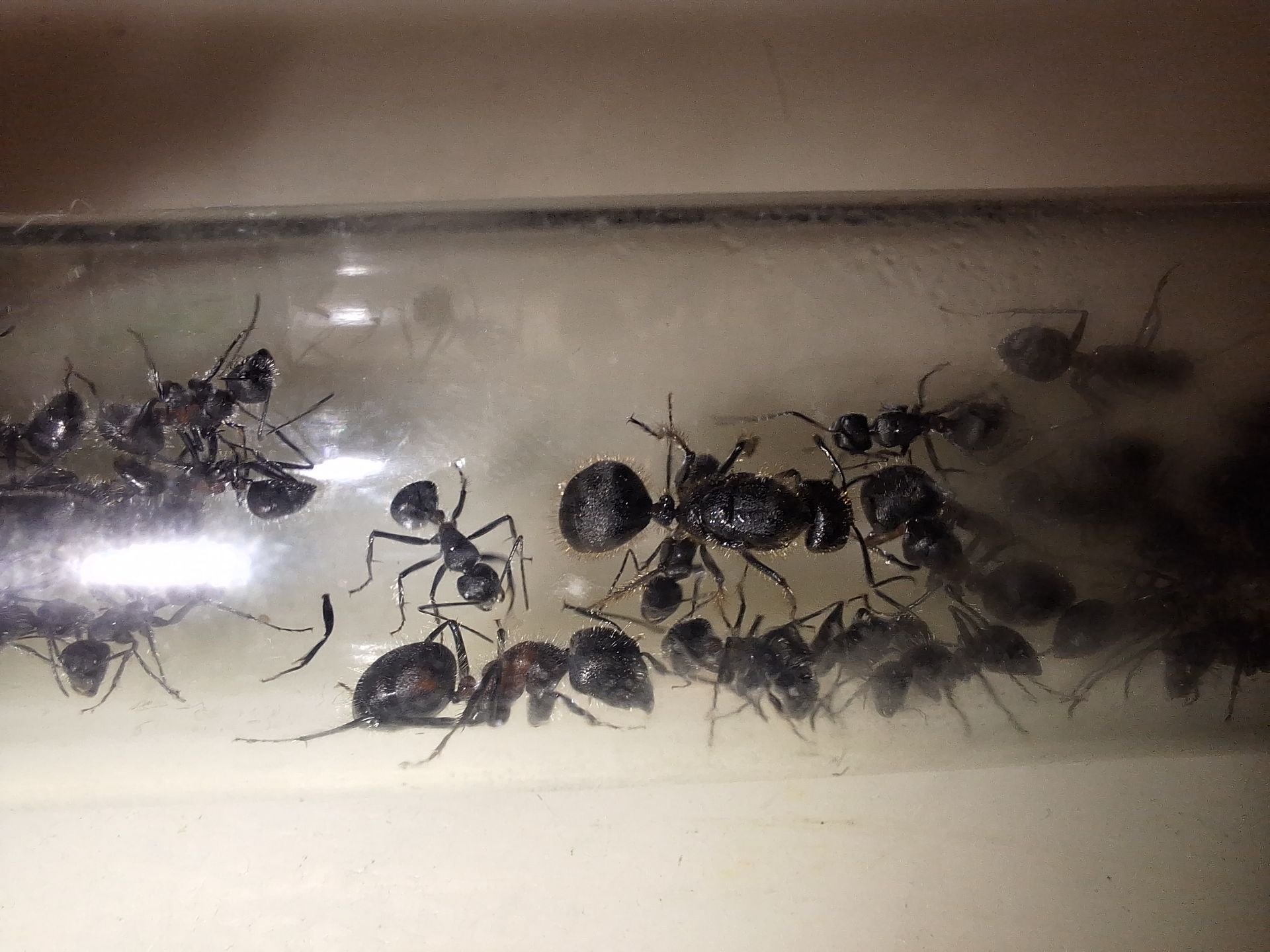 Азіатські пахучі мурахи Camponotus mutilarius